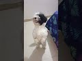 🐾🐶🤔💖🤯¿¿cambiarias a tu perro 🥺💖😱🐩🐾 feedshorts dog animals foryou fypシ shorts fyp viral fypシ humor