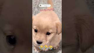 ఏమప్పా కొవ్వు ఏమి 🤣#ytfunny  ytshorts#shorts#comedyvideos #animalsfundub #dogsfunny 🐕