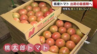 今年も甘くておいしい！新潟県産“トマト”出荷最盛期へ　農家オススメの食べ方は？ (22/06/16 19:19)