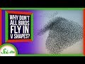 Why Don't All Birds Fly in V Shapes?
