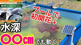 4.5ｍプールで睡蓮初開花！ソーラーポンプは水深○○cmでも動くのか？メダカ睡蓮ビオトープ