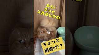 【猫の魔法】金魚鉢に入る子猫の不思議な瞬間【猫と同居】　#shorts #ねこ  #cat