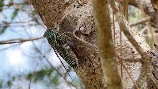 オオシマゼミの鳴き声　Meimuna oshimensis　沖縄のセミ　セミの鳴き声　cicada　insects