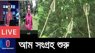 (Live) শুধু নওগাঁতে আম কেনা বেঁচা ৩০০ কোটি টাকার  || Naogaon Mango