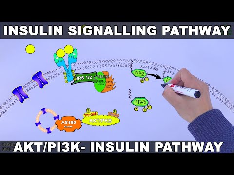 What pathways are stimulated by insulin?