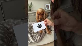 Adorable Paw Print Art Adventure #dogpawprint #pawprints #pawprintkit