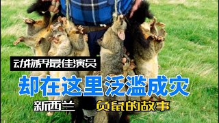 动物界最佳演员却在这里泛滥成灾-我为何对农场负鼠痛下杀手？