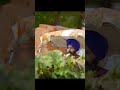 Nanka de Aagman | kanwar grewal | baba gulab singh ji #kanwargerwal #BTN #shortvideo