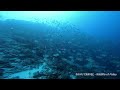 ペリリューのイレズミフエダイ peleliu s salfin snapper aggregation