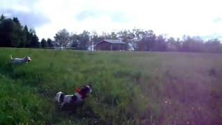 Musetta, Molly, Andy, Buster Blue having fun chasing!