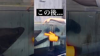 飼い主をエサだと思っている古代魚#shorts