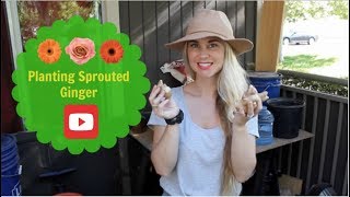 Planting Sprouted Ginger