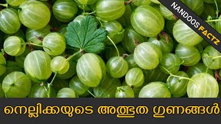 BENEFITS OF GOOSEBERRY IN MALAYALAM | നെല്ലിക്കയുടെ അത്ഭുത ഗുണങ്ങൾ