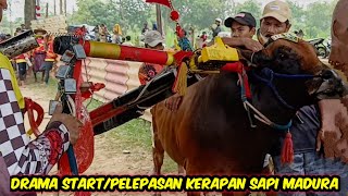 Serba Serbi Kejadian Unik Start Kerapan Sapi Madura Kelas Bebas Dan Ukuran HUT GRT 2025