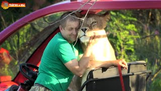 Челябинская львица любит обзор автомобилей и водителей! Тайган. Lions life in Taigan.