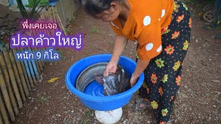 พึ่งเคยเจอ ปลาค้าวใหญ่ 9 กิโลกรัม สุดยอดปลาเนื้ออ่อน ทำเมนู / บ้านนอก EP.339