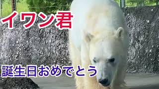 とくしま動物園ホッキョクグマのイワン✨２０歳の誕生日おめでとう🎊🎂