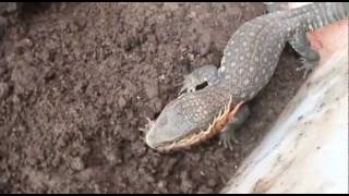 Varano de la sabana (Mancha Voraz) come lagartija, 2 ciempiés y una araña grande.