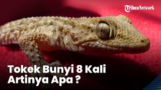 Arti Suara Tokek 8 Kali Berbunyi, Jadi Pertanda Khusus