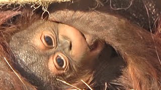 おしゃぶりホッピーちゃんは生後52日♂・オランウータン