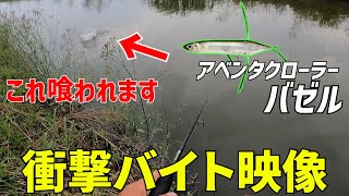 【衝撃映像】デカバス狙って45ｃｍＵＰ連発！！これがバスの本気バイトです・・・