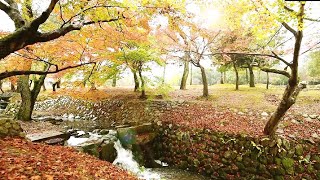 Musique relaxante au piano, calme et zen, et paysage magnifique d'automne