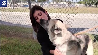 Fort Bend County Shelter’s pilot program helps long-stay dogs find forever homes
