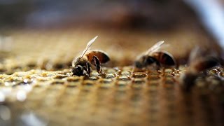 Bees Are Now An Endangered Species