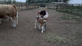 Sweet Simmental Calf