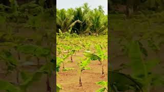 #இயற்கையின் அழகு 🌹💐🌿🌿🌿🌳🌲🌴 விவசாயத்தை காப்போம் 🙏🌾🌳