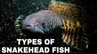 10 Different Types Of Snakehead Fish For Your Aquarium