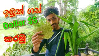 DIY Handmade Paper from Grass Way to Earn Money ( USD ) From Online Selling online education Sinhala