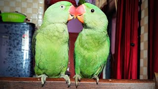 Indian Alexandrine Talking Parrot Pair!