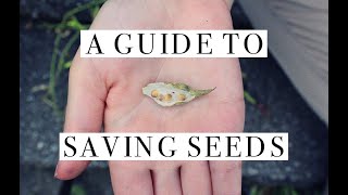 A Guide To Savings Seeds Of All Kinds | In The Garden