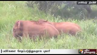 Wild elephants damage crops at Palmedu, Gudalur, Nilgiris district