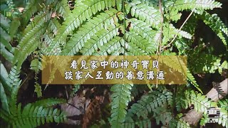 《溪邊的樹》系列節目－綠房子家庭學堂 | 第五集 看見家中的神奇寶貝〜談家人互動的善意溝通 | 楊惠娟 諮商心理師 | 2022.8.30(二) 晚上7:30