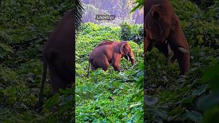 പുഴയിലേക്കി ഇറങ്ങാൻ പോവുന്ന കൊമ്പൻ #shorts #animals #wildanimals #nature #wildlife #travel #trnding