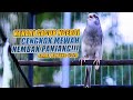 SUARA BURUNG |270| Kenari GACOR PANJANG INI Cocok untuk Masteran KENARI PAUD dan Kenari Macet BUNYI