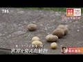 『世界遺産』7 7 日 シリーズ企画第1弾 〜 世界を変えた植物【tbs】