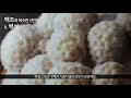 선인장 백조 다육이 백조와 닮은 선인장의 종류와 구분 succulent 164화 해맑은tv