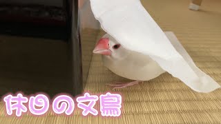 【白文鳥】楽しい放鳥タイム　すず【Java sparrow】