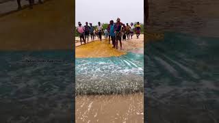 Seashore Net Fishing(கரைவலை மீன்பிடித்தல்)|Indian Ocean Fishermen|#shorts