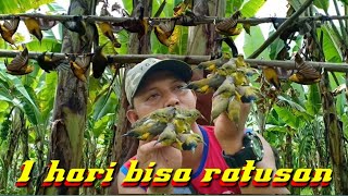 Mikat Burung Sogon Di Batang Pisang Sampai Kualahan