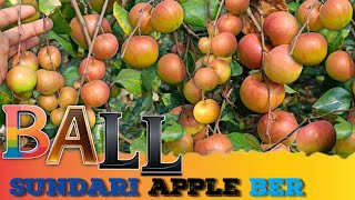 Ball Sundari Apple Ber Farming Ka Complete Guide! 🌱✨\