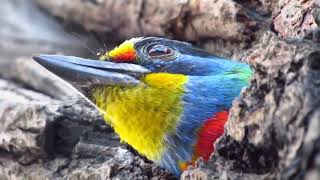 Taiwan Barbet | Psilopogon Nuchalis | Bird Parrot Dove of peace