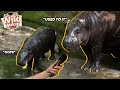 Wild Makan -  Pygmy Hippo