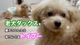 今日も飼い主を笑わせてくれる「老犬ダックス」と「トイプー」の日常☆