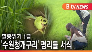 [수원] 멸종위기 '수원청개구리' 수원에서 발견