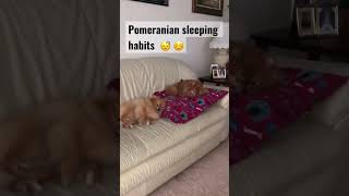 Pomeranian sleeping 💤 habits|  pomeranian dog napping sleeping