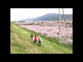 桃山 安楽川 の 桃の花 【 うろうろ和歌山 travel japan 】 和歌山県 紀の川市 the peach blossom spring in wakayama 桃源郷